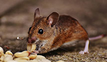 24 Hour & Emergency Exterminators in Hawarden, IA